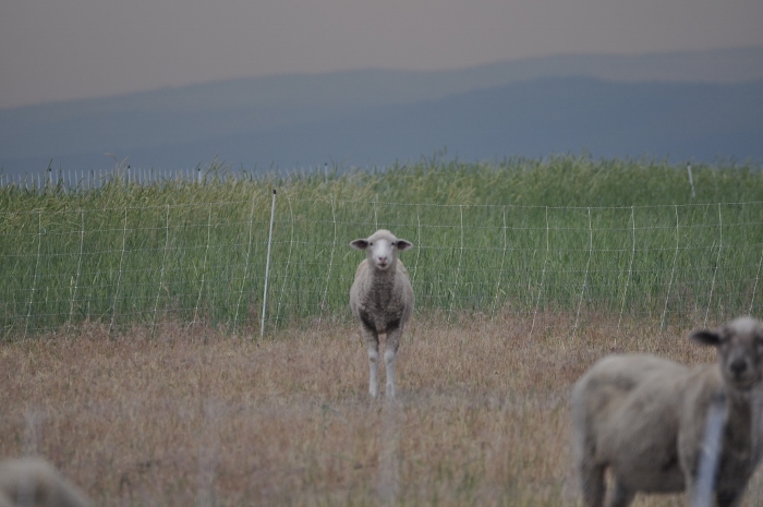 sheep standing in field
